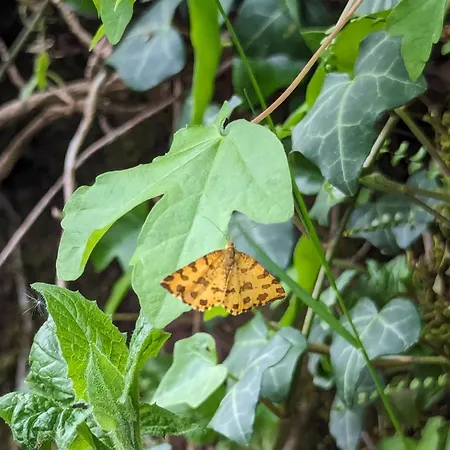 Gurdy's * Дюрбюи