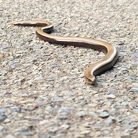 Gurdy's シャレー