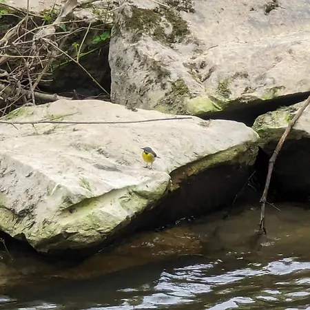 Gurdy's Alpstuga Durbuy